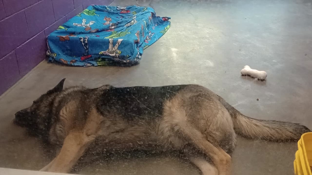 Wade Wilson 6y Pet Id 944075 kennel big room 2 HSSAZ shelter423