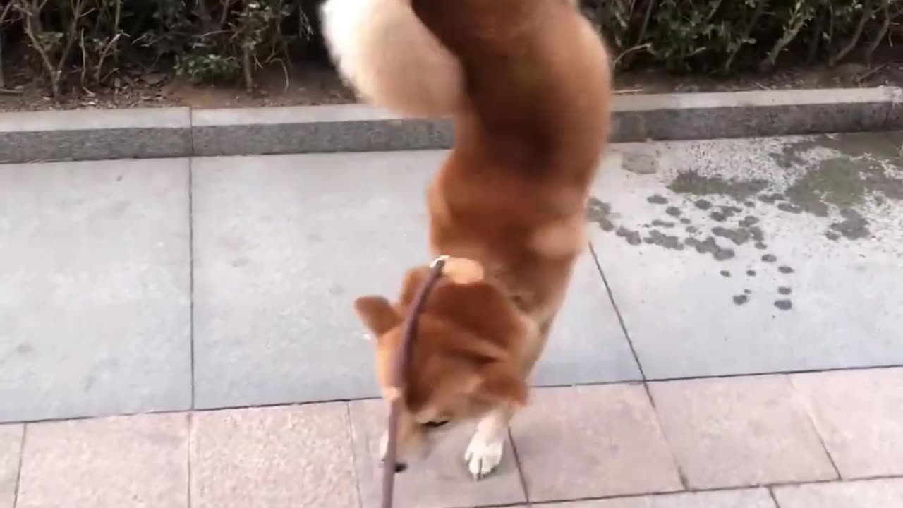 If you don't have a dog, you don't know the fun of raising a dog
