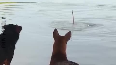 Funny animals