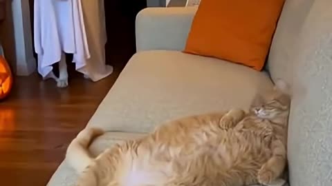 Funny poo dog🐶 video