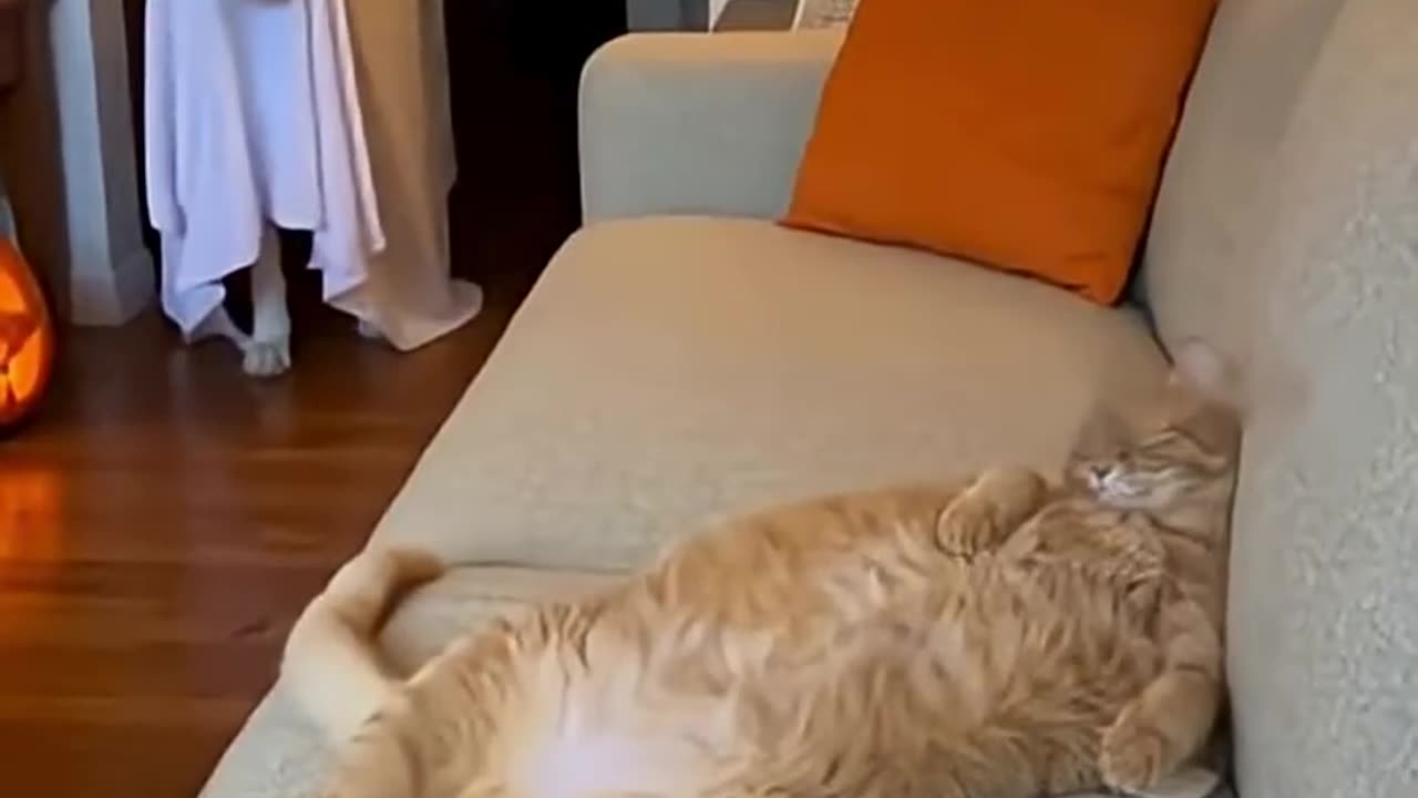 Funny poo dog🐶 video