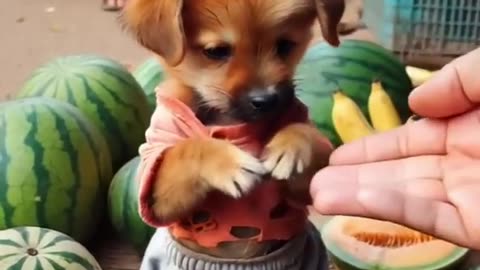 AI video dog video