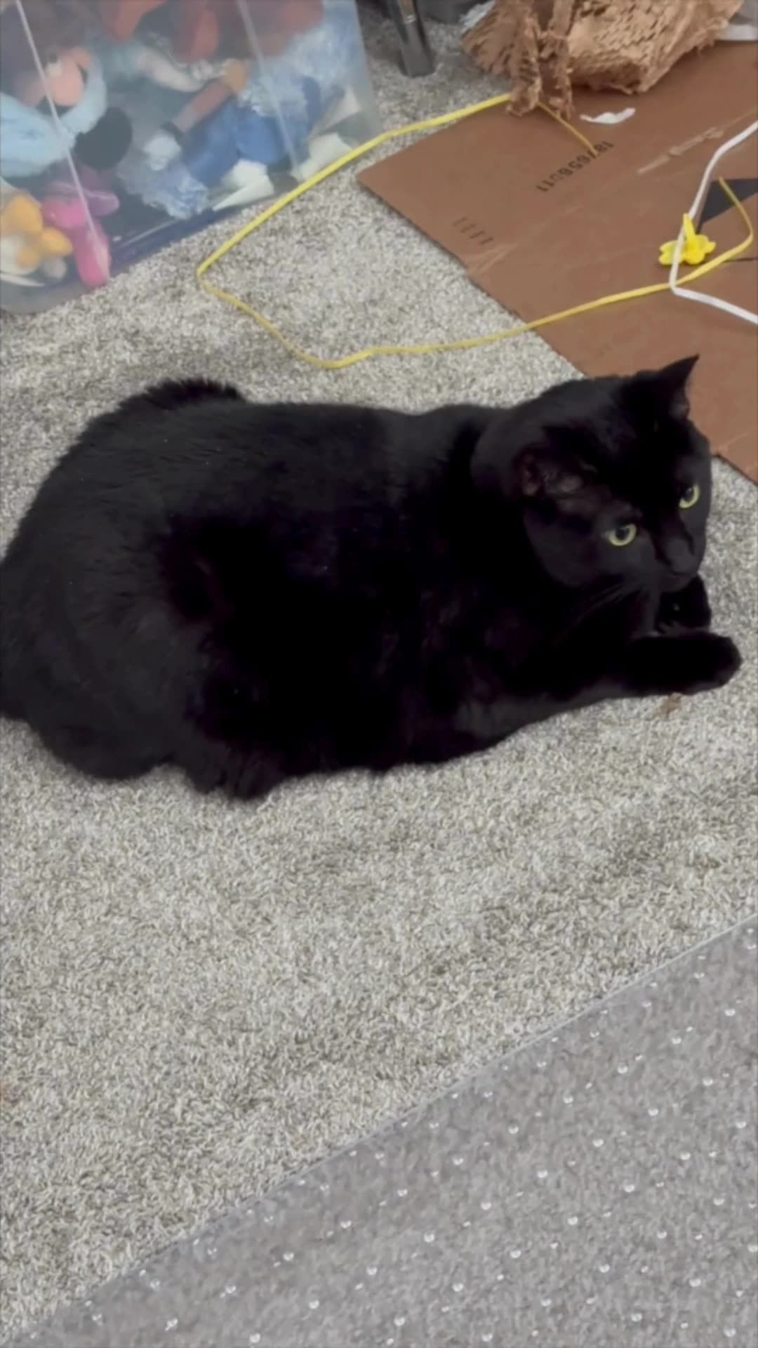 Cute Precious Piper is Glad Her Office is Clean - My Adopted Shelter Cat Vlogs #shorts