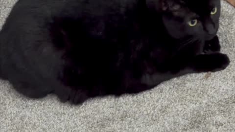 Cute Precious Piper is Glad Her Office is Clean - My Adopted Shelter Cat Vlogs #shorts