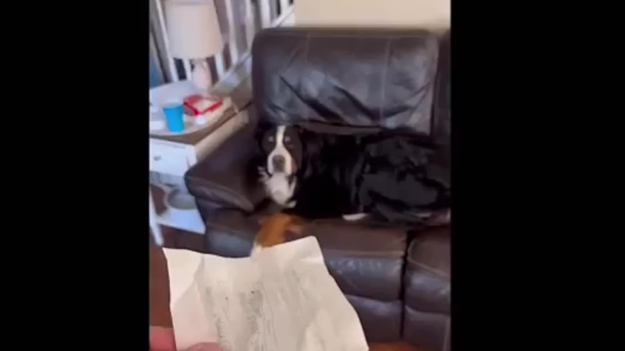 The Animal Show [] Funny Animals