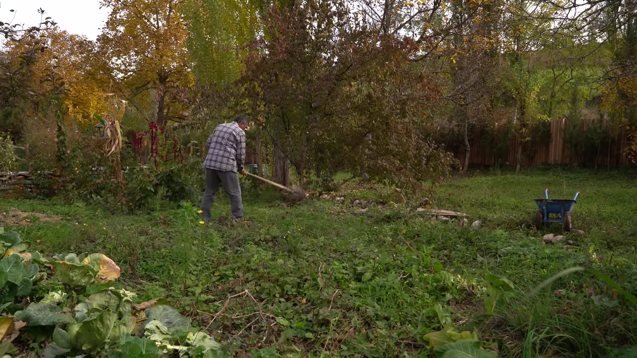 Winter Preparation- Wild Barberry Harvesting and Preservation