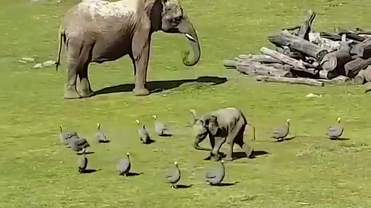 Cute Baby Elephant