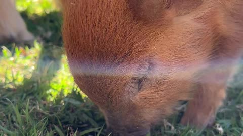 Tiny Piglet Nuzzling at St Hilda’s School Fete || #PettingZoo #CutePiglet