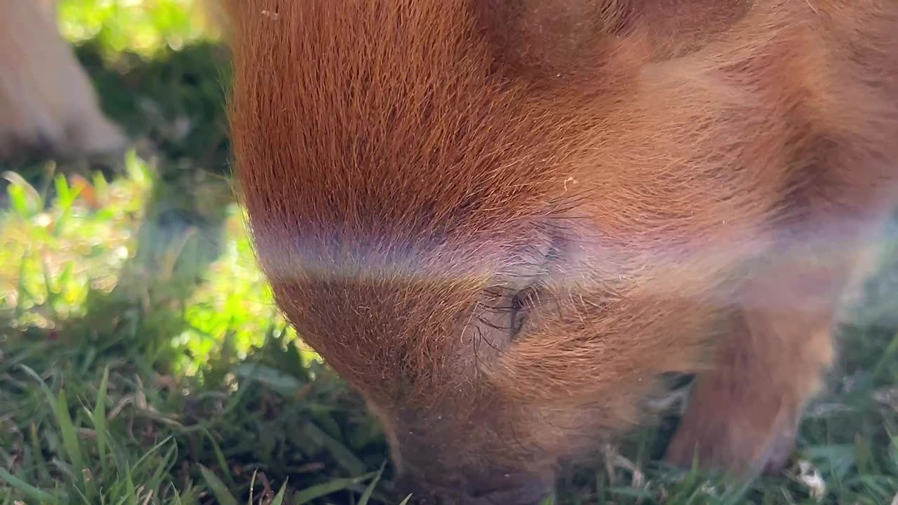 Tiny Piglet Nuzzling at St Hilda’s School Fete || #PettingZoo #CutePiglet