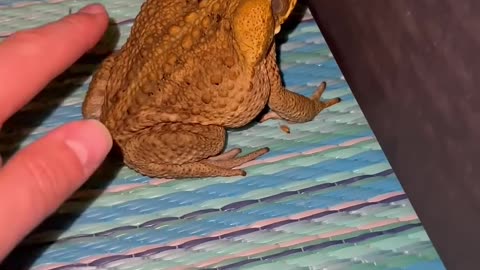 This is Why YOU Should NEVER Pet a Toad! #shorts
