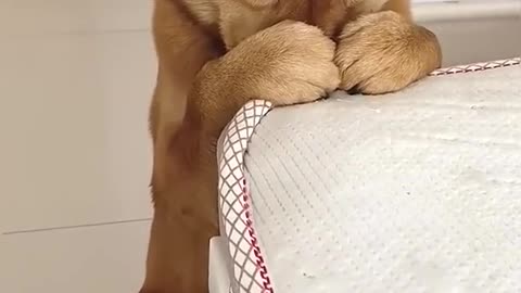 Cute Dog Praying Before Eating! 🐶🙏 Câine Drăguț Care Se Roagă Înainte Să Mănânce! 🐶🙏