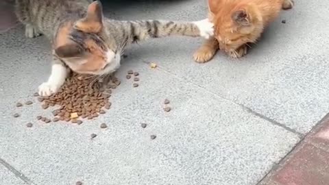 You say, is this still a brother? #cat🐈🐈🐾