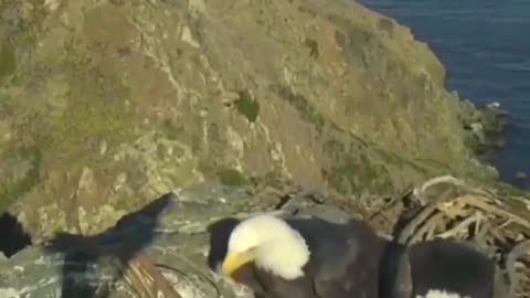 🦅🔨 Eagles' Nest Building Dispute! | FunFM