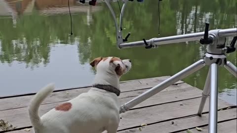 Dog Senses Fishing Line Success