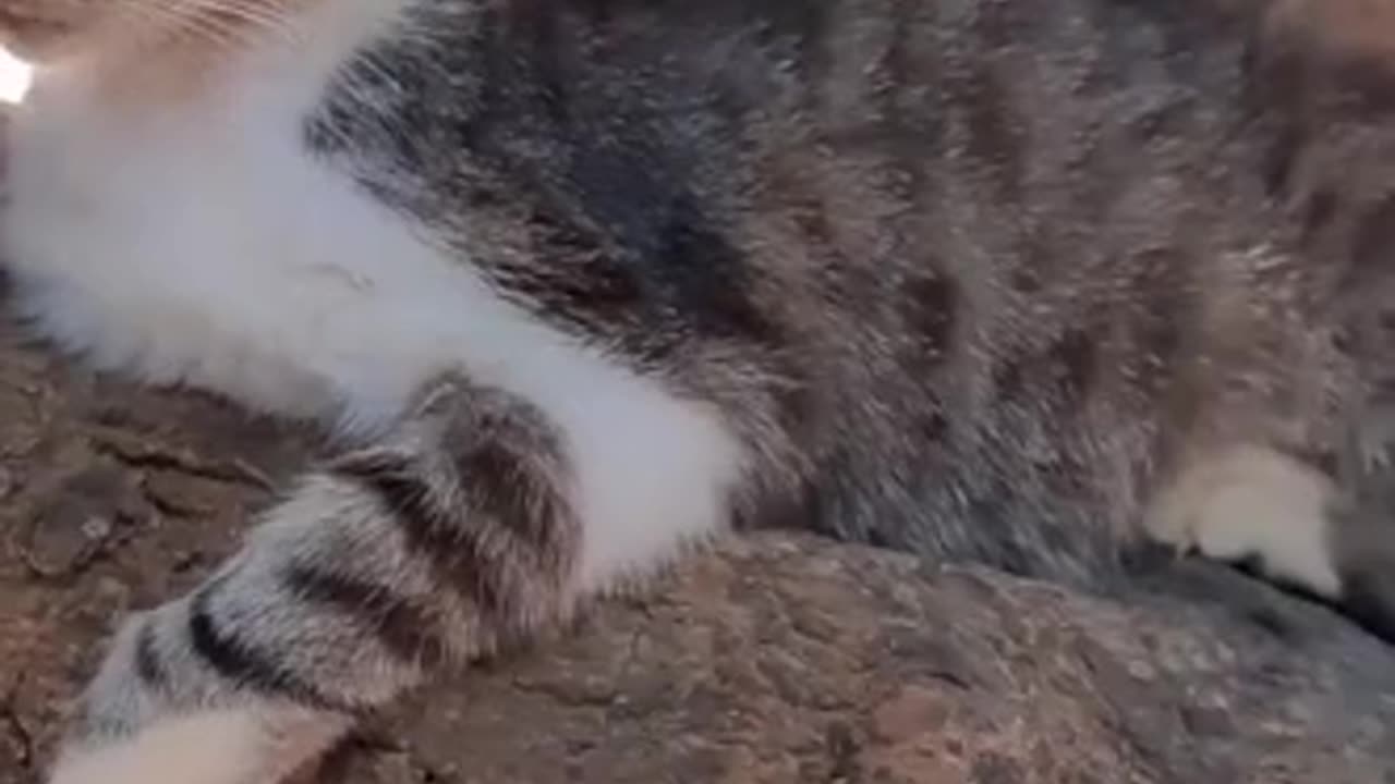 tesouro carinho coracao #shorts.mp4