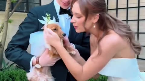 The most special guest at the wedding💕💕#dog #dogsoftiktok #dogtok #pet #doglife