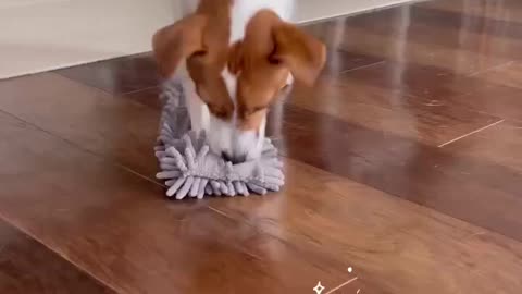 Cats Vs Their Tail 🤣