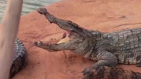 The crocodile is afraid of the shovel.