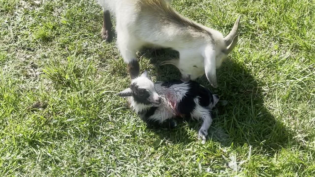 Latte's kid