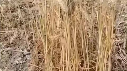 Salute this Farmer