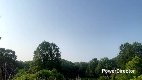 Cardinal and babies sound 240fps and crickets