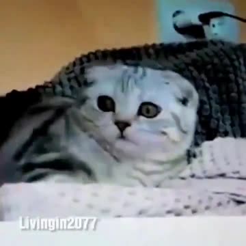 In front of a cat 😭😭