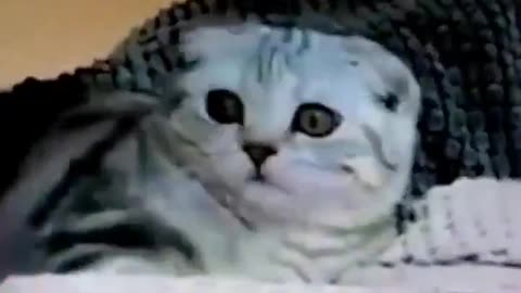 In front of a cat 😭😭