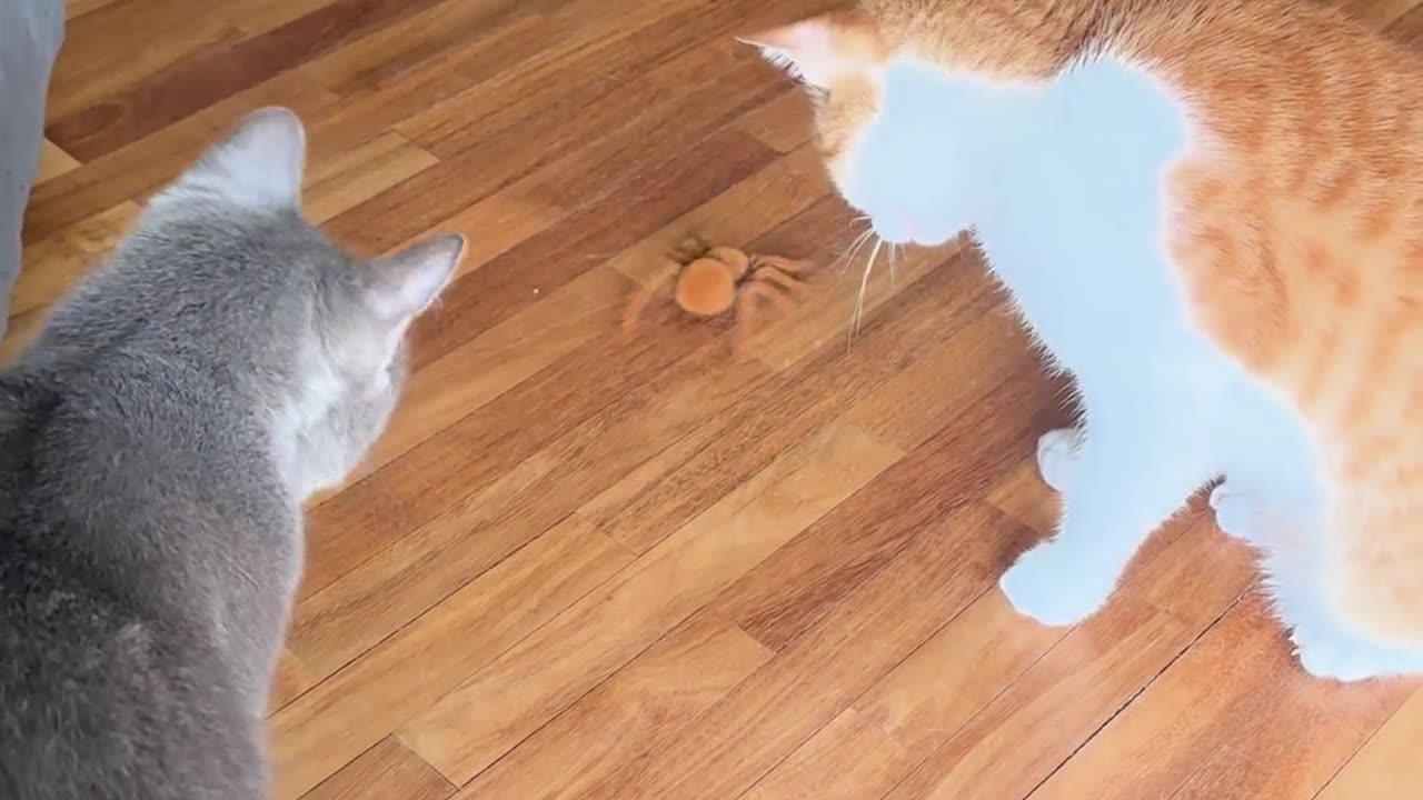 😂😱 This Cat's New Toy is TERRIFYING! | FunFM