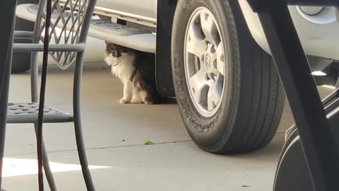 ​ @LareesieAlice Vs Marshall Meow Mathers The 10th (March 13, 2024)