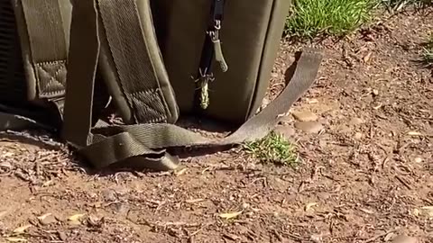 🤯🦋 You Won't Believe This Dragonfly Transformation! | FunFM
