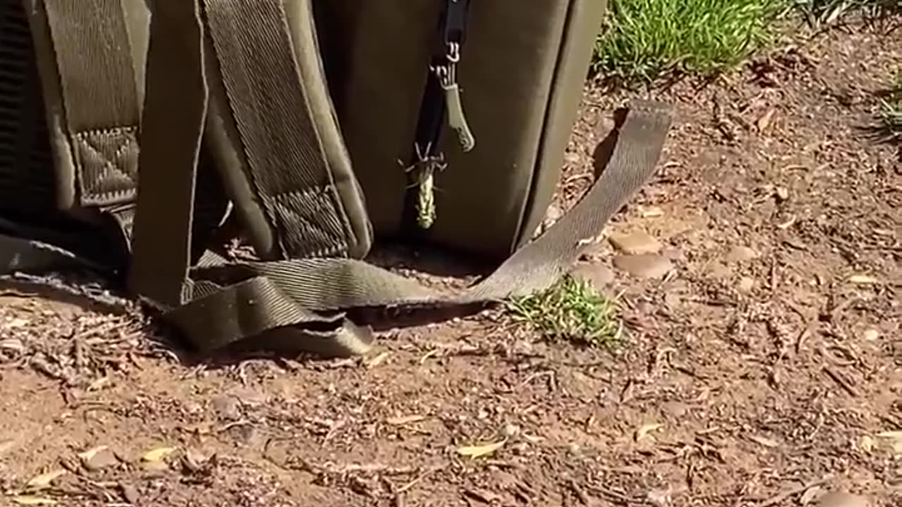 🤯🦋 You Won't Believe This Dragonfly Transformation! | FunFM