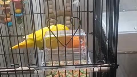 A lovebird named Goldy