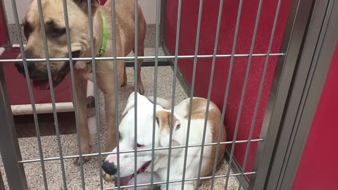 Quinn-lite 1y A869249 Kali 1y A825195 kennel 2 pod 1 PACC shelter lounge mostly laidback20250713835