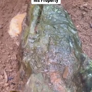 is this an actual dragon fossil- #dragon #fossil