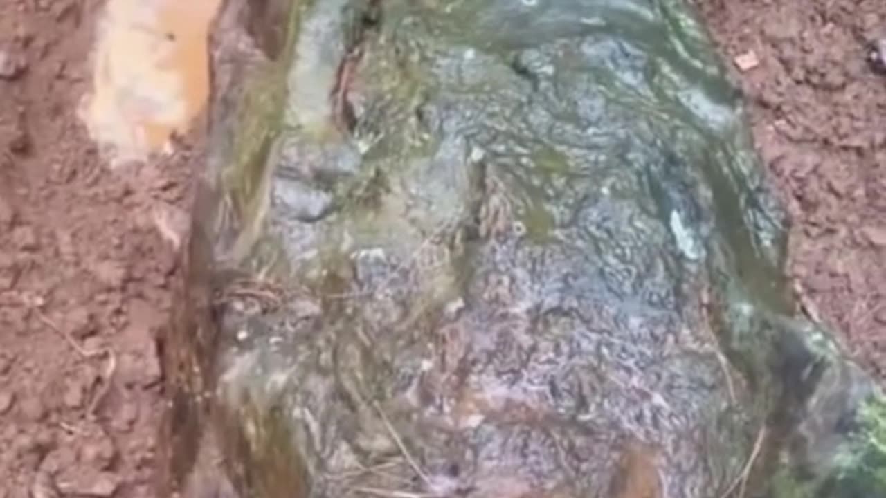 is this an actual dragon fossil- #dragon #fossil