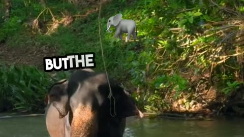Size Doesn't Matter Elephant's Lesson