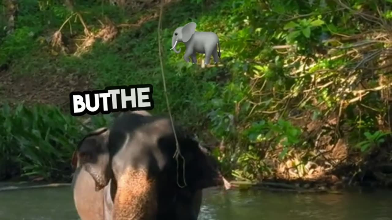 Size Doesn't Matter Elephant's Lesson