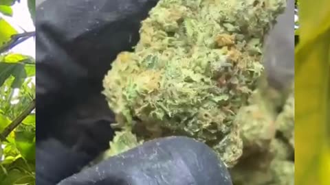 Lemon Chello | 25% THCa | Sativa-Dominant | Citrus Terpene Bomb 🍋 | Next Level Leaf