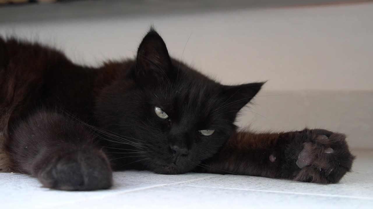 Lazy Panther: A Chill Day in the Life of a Black Cat
