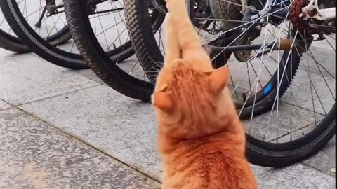 Cat deflates bike tire by accident 😂