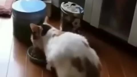 Funniest Moments of pets 😂#funnypets #funnypets #viralshorts