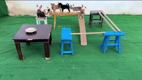Who will get to eat first
