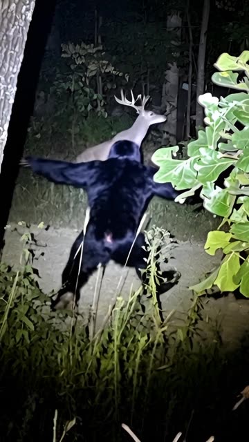 Bigfoot Stalks Big Buck