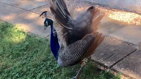 The peacock spreads its tail wide.😄