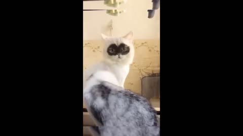 Funny animal moments. Compilation 😂😂animals going insane 😅😂😭