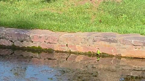 Swimming Lessons