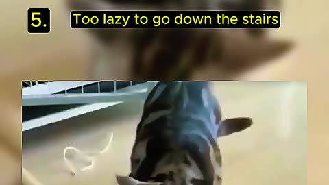 5 Funny Cat Video Try Not Laugh