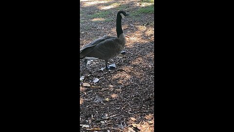 Canada Goose 🪿 #canadagoose #goose #followme #trending #viral #shorts