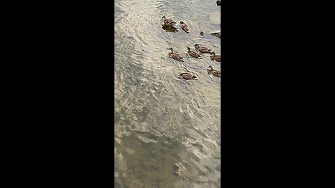 Mallard Ducks 🦆 #mallardducks #shorts #followme #trending #viral #ducks #duck