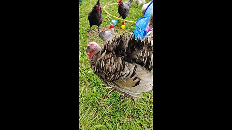 Turkey a "Puffing" at me.